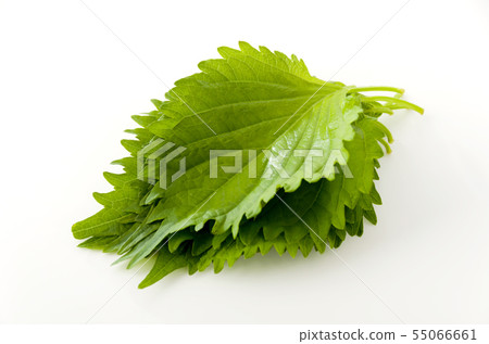 Macrophyll Macrophyll 55066661