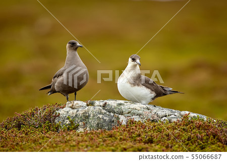 Parasitic Jaeger (Stercorarius parasiticus) Parasitic Jaeger (Stercorarius parasiticus) 55066687