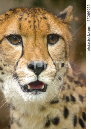 Cheetah face up 55066923