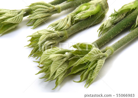 Mountain Udo 55066983