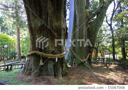 Oosugi in Otoyo-cho, Kochi Prefecture 55067006