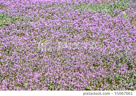 Hotokenosa(佛座) Hotokenosa(佛座) 55067061