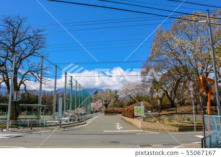 ■北斗高中附近■山梨縣北斗市■盛開櫻花 ■北斗高中附近■山梨縣北斗市■盛開櫻花 55067167