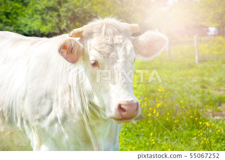 White Cow at the Green Meadow 55067252