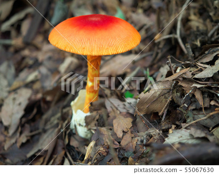 鵝Hemibapha 鵝Hemibapha 55067630