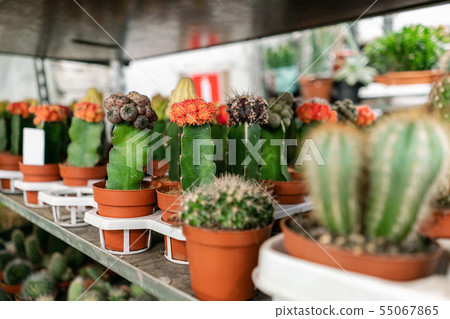 Garden center and wholesale supplier concept. Many different cacti in flower pots in flowers store 55067865