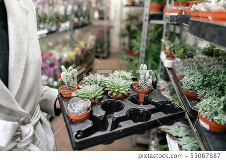 Garden center and wholesale supplier concept. Woman holding a box with plants in her hands. Buying 55067887