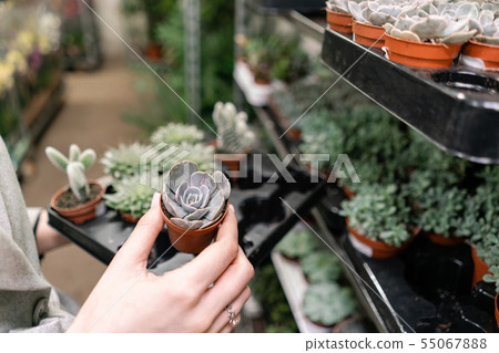 Garden center and wholesale supplier concept. Selective focus on succulents in pots in the hands of 55067888