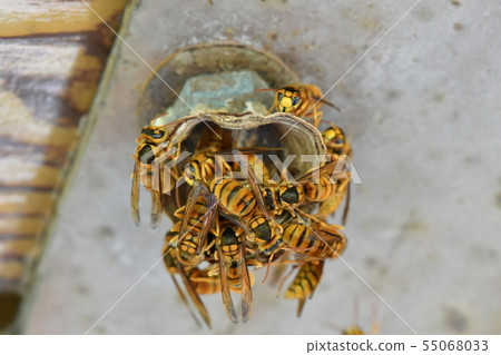 Honeycombs / Honeycombs / Hornet / Yellow Hornet / Honeycombs 55068033