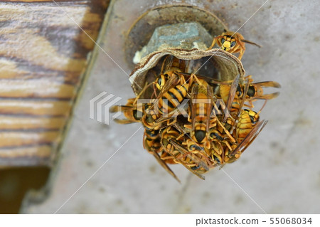 Honeycombs / Honeycombs / Hornet / Yellow Hornet / Honeycombs Honeycombs / Honeycombs / Hornet / Yellow Hornet / Honeycombs 55068034