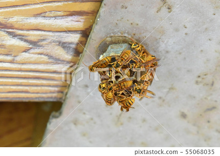 Honeycombs / Honeycombs / Hornet / Yellow Hornet / Honeycombs 55068035