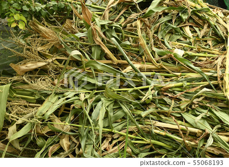 Abandoned corn stand after harvest Abandoned corn stand after harvest 55068193