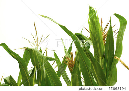 Sky and corn Sky and corn 55068194
