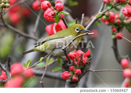 White-eye White-eye 55068487