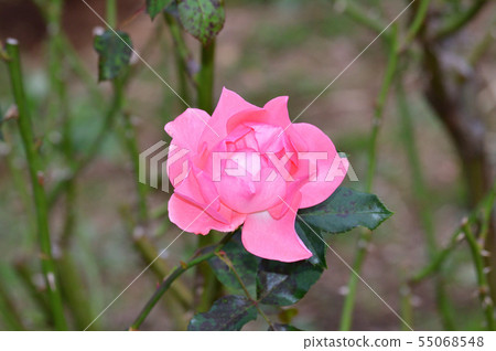 Photo with a blurred background, taken with close-up pink flowers of a rose's branch Photo with a blurred background, taken with close-up pink flowers of a rose's branch 55068548