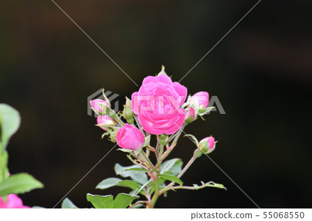 A photo taken with a pink flower on the rose branch tip, with a blurred background A photo taken with a pink flower on the rose branch tip, with a blurred background 55068550