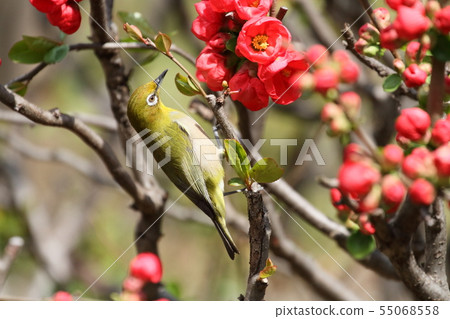 White-eye White-eye 55068558