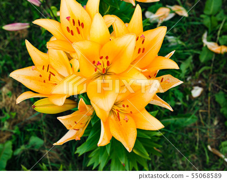 Hunter Mountain Yuri Park (Nasu-Shiobara City, Tochigi Prefecture) 55068589