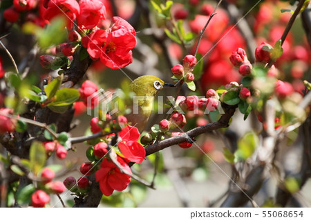 White-eye White-eye 55068654
