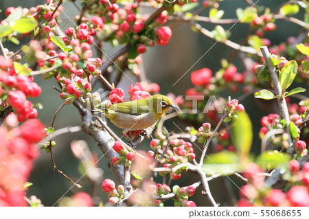 White-eye White-eye 55068655