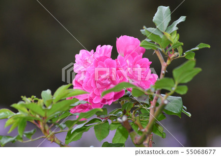 Photo with a blurred background, taken with close-up pink flowers of a rose's branch Photo with a blurred background, taken with close-up pink flowers of a rose's branch 55068677