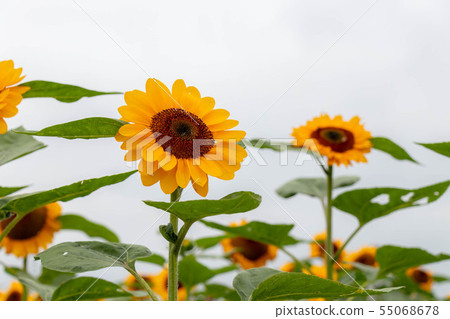 sunflower sunflower 55068678