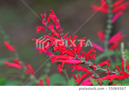照片被採取植物的一朵紅色花被認為是salvia的類型 55069367