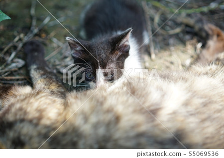 Cat · stray cat · rust pattern · rust · kitten · children · June · cute · rice · parent and child Cat · stray cat · rust pattern · rust · kitten · children · June · cute · rice · parent and child 55069536