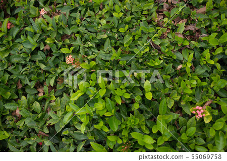 Bush with smallleaves and bright green young foliage as the background 55069758