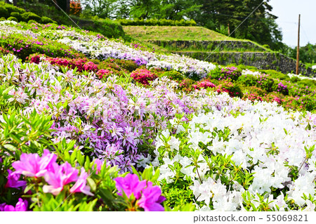 Azalea of the Sakai River Park 55069821