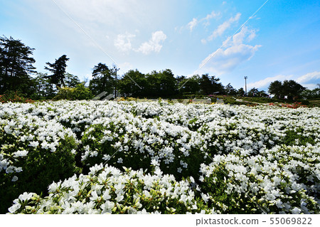 Azalea full bloom 55069822