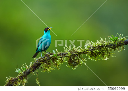 Green Honeycreeper, Chlorophanes spiza Green Honeycreeper, Chlorophanes spiza 55069999
