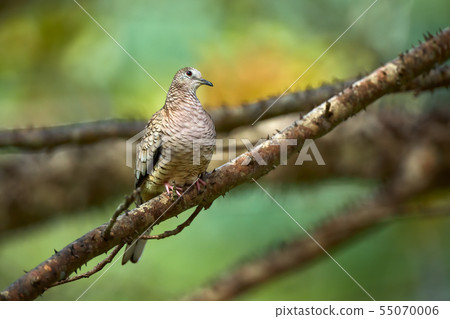 The Inca dove or Mexican dove (Columbina inca). The Inca dove or Mexican dove (Columbina inca). 55070006