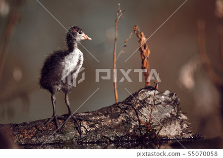 Young chick  Eurasian coot - Fulica atra 55070058