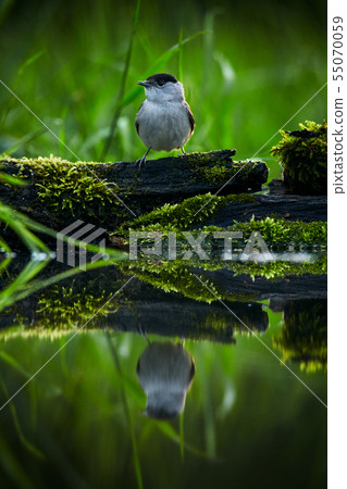 Male of the Eurasian blackcap (Sylvia atricapilla) 55070059