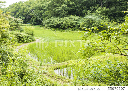 Maioka (Suiyu) 55070207