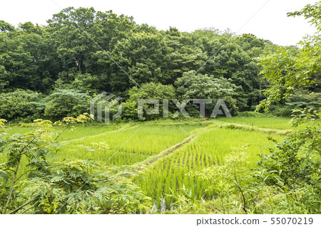 Maioka（Suiyu） 55070219