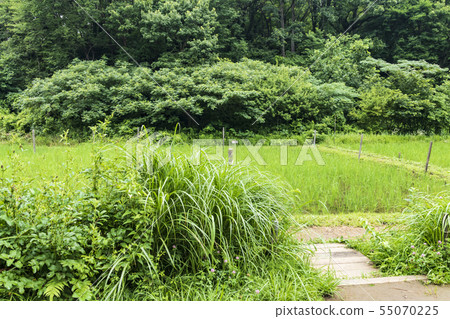 Maioka (Suiyu) 55070225