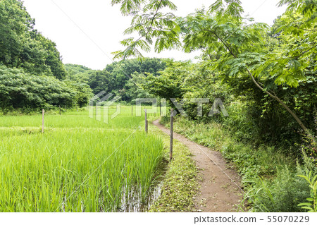 Maioka (Suiyu) Maioka (Suiyu) 55070229