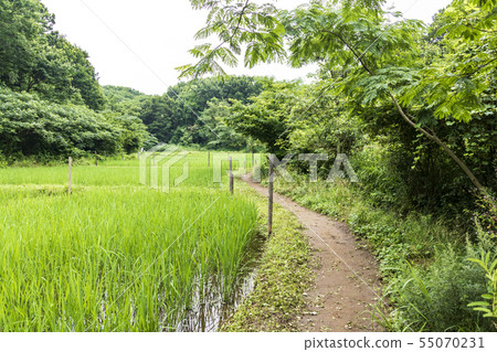 Maioka（Suiyu） 55070231