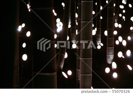 Small-diameter light-up of bamboo grove (Small Castle Ruins Citizen's Forest) Small-diameter light-up of bamboo grove (Small Castle Ruins Citizen's Forest) 55070326