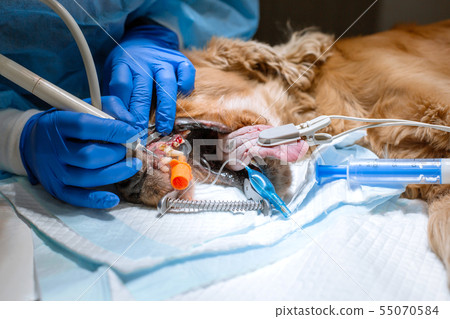 close-up procedure of professional teeth cleaning 55070584