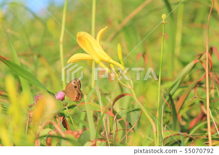 South Izu Yuusue and salmon of the dusk South Izu Yuusue and salmon of the dusk 55070792