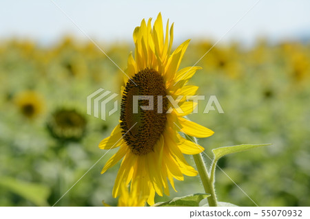 Sunflower hill park _ 2019 Sunflower hill park _ 2019 55070932