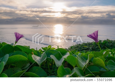 宮古島海岸邊盛開著牽牛花和粉紅色的花瓣。 55071096