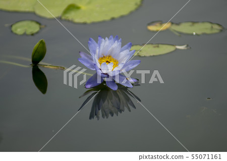 京畿道楊平郡Semiwon 55071161