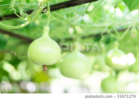 Close up green bottle gourd or calabash gourd  55071279