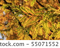 Metasequoia leaf bathed in the morning sun Metasequoia leaf bathed in the morning sun 55071552