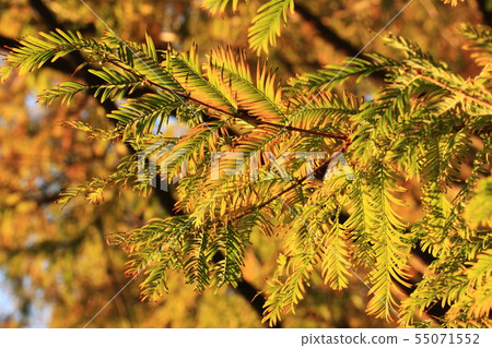 在早晨太陽沐浴的水杉葉子 55071552