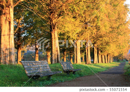 早上的長凳 55071554